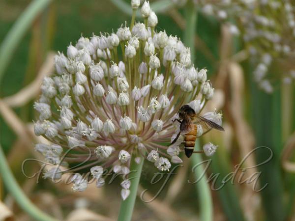 Elephant Garlic
